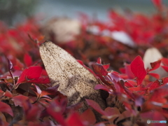 ドウダンツツジ