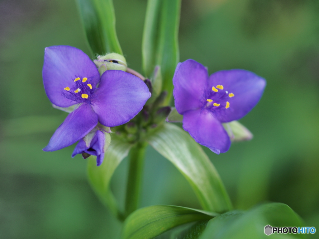 ムラサキツユクサ