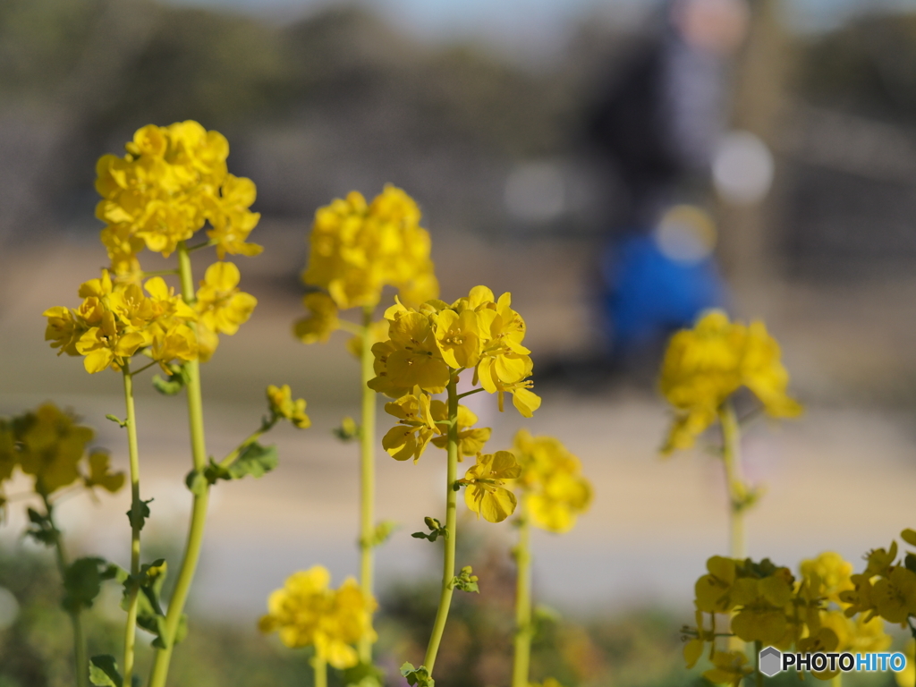 菜の花