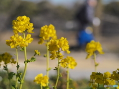 菜の花