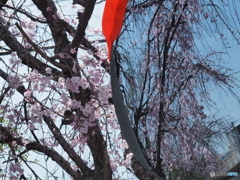 お花見ー２