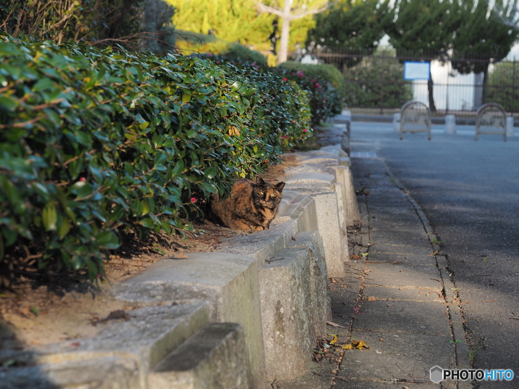 公園のサビ猫