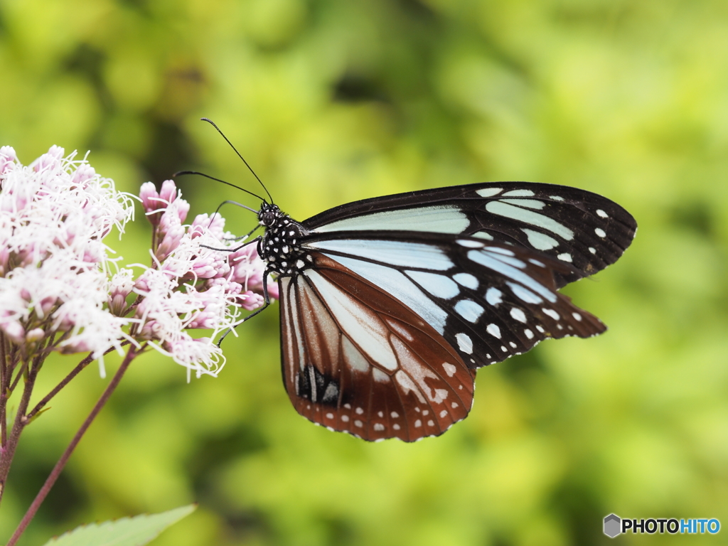フジバカマにアサギマダラ