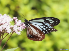 フジバカマにアサギマダラ