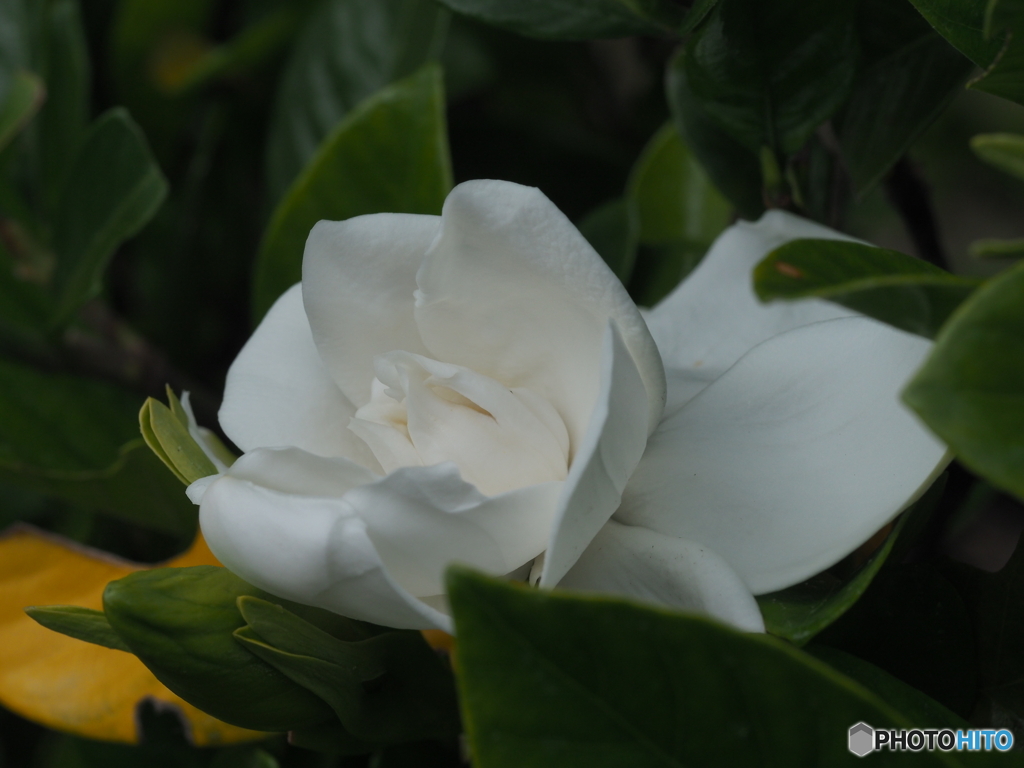 クチナシの花がが咲きだしました