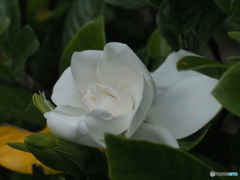 クチナシの花がが咲きだしました