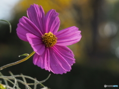 コスモス