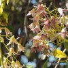 ムベの花