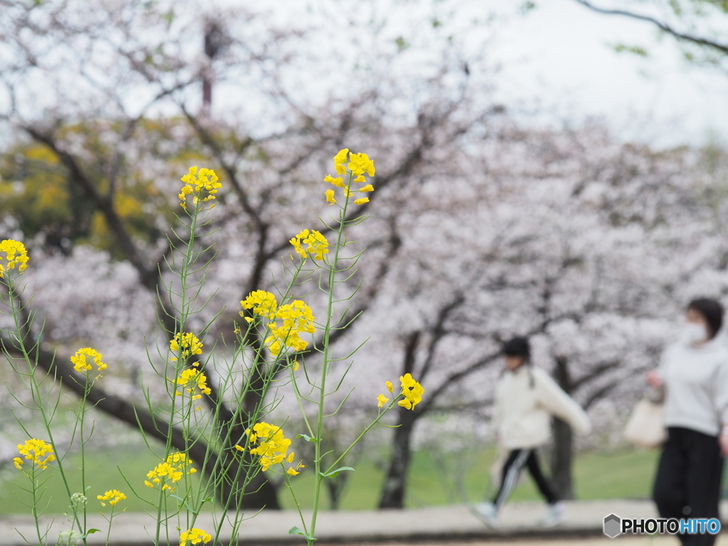 菜の花と桜