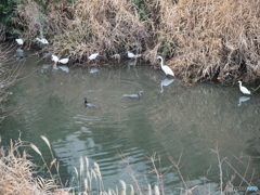 混雑する川