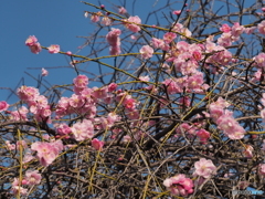 枝垂れ梅