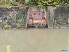 大雨の後のササゴイ