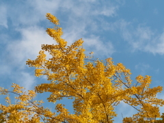 初冬の空
