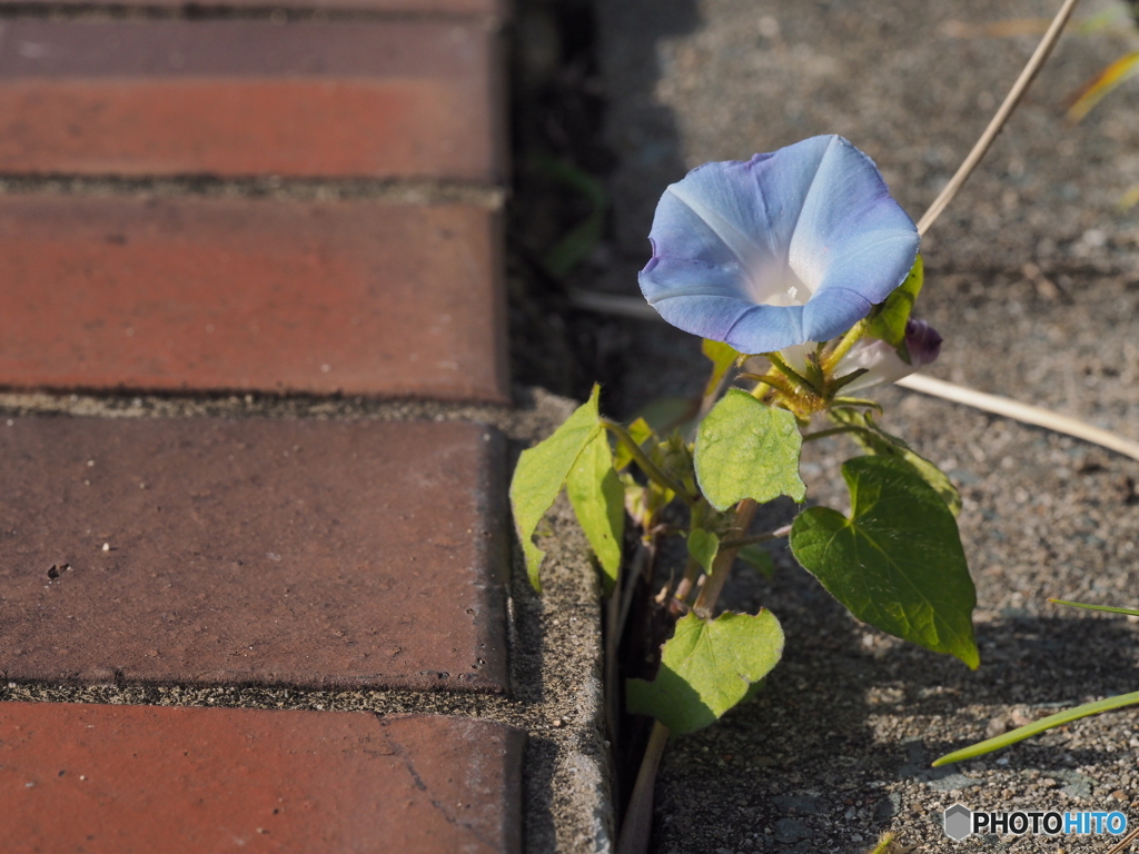 路傍の花