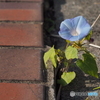 路傍の花