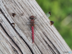 コノシメトンボ