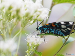 フジバカマにサツマニシキ