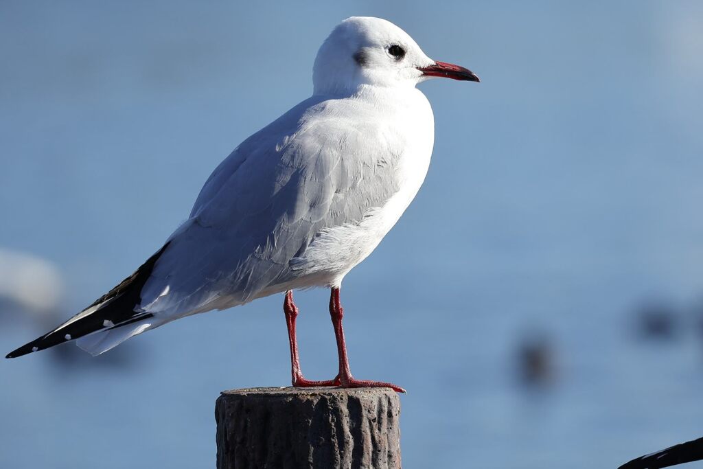 ユリカモメ