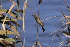 クロジョウビダキであってますかね？