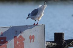 おっとっと