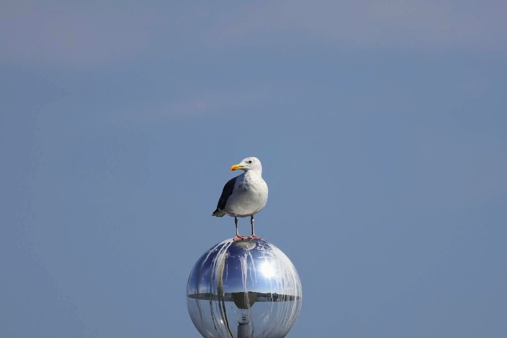 霞ヶ浦のセグロカモメ