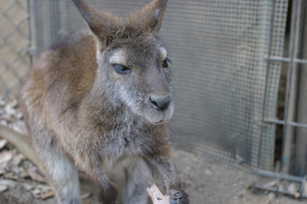 埼玉県こども動物自然公園