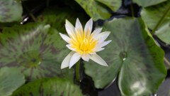 きれいなお花