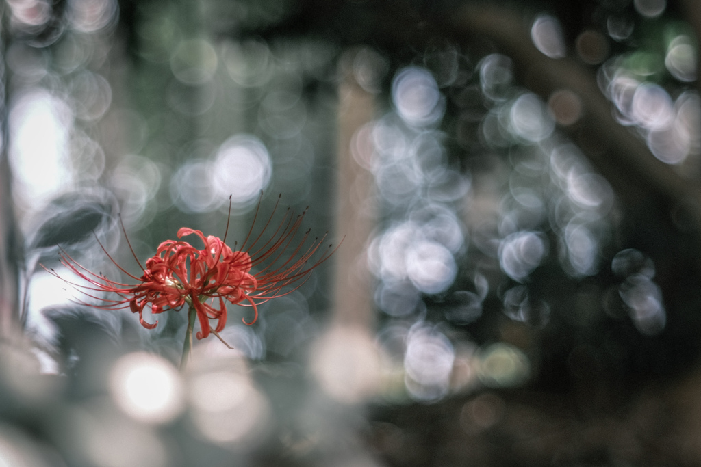 Blooming in solitude…ﾟ.*❁