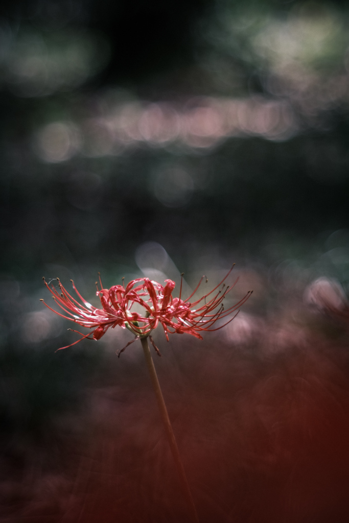 天蓋花…❀.*･ﾟ