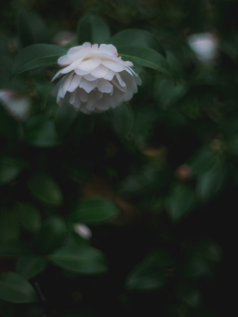 冬に咲く花…❁⃘*.ﾟ