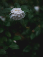冬に咲く花…❁⃘*.ﾟ