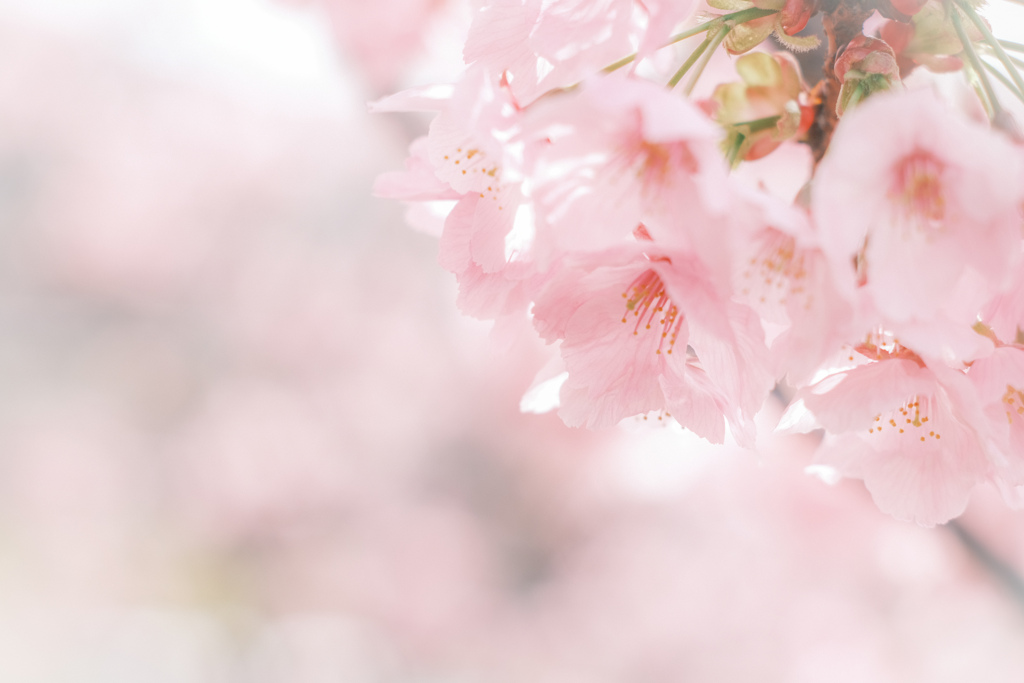 夢見草…✿.*・