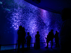 水族館…イワシの水槽*°