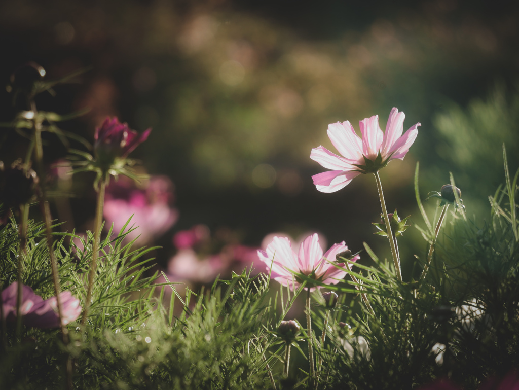 黄昏と…秋桜*°