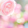 girly  rose  ...♪*ﾟ