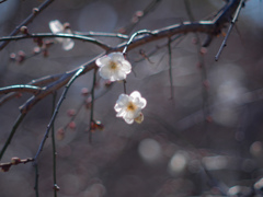 梅の花…❁*。