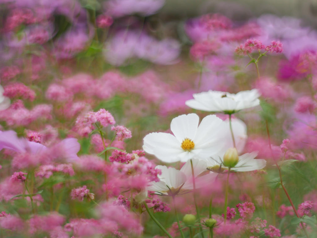 白ノ秋桜…❀.*･ﾟ