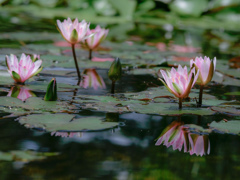 floating on the water…❁⃘*.ﾟ