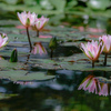 floating on the water…❁⃘*.ﾟ