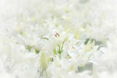 Purity…❁*。