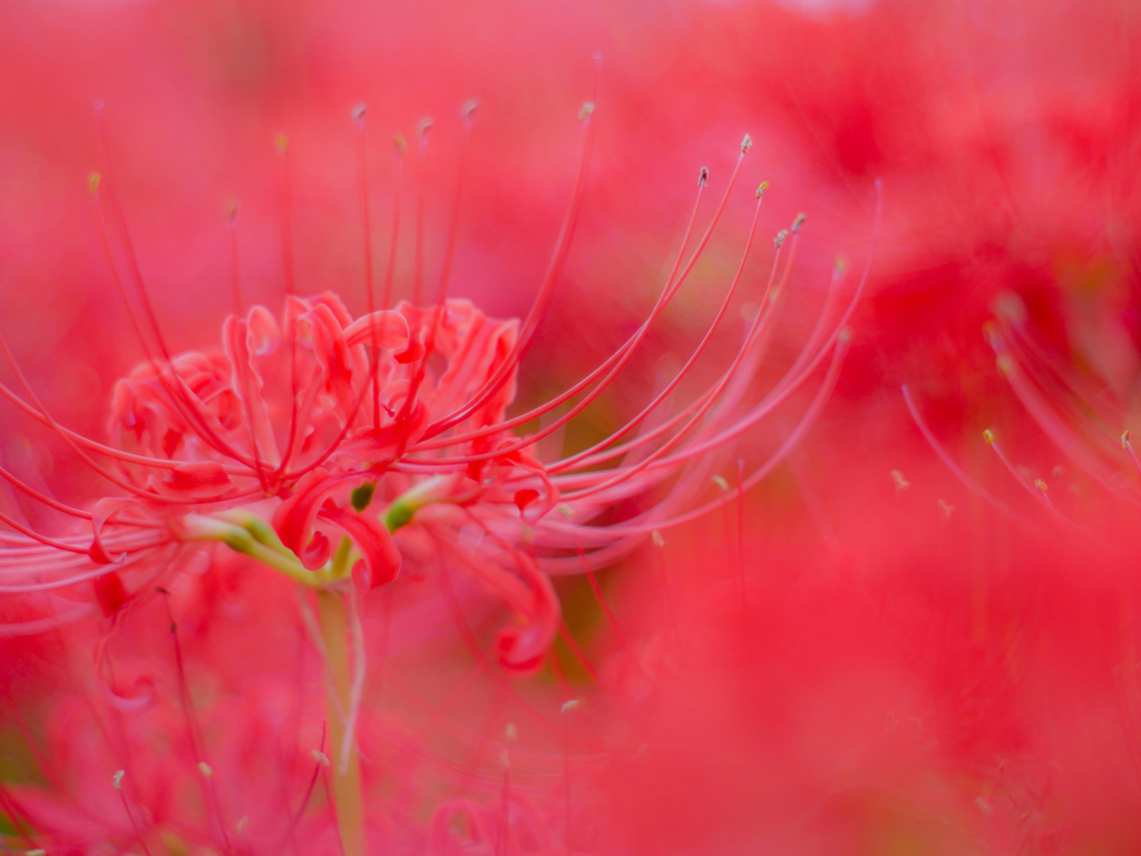 君と云ふ花…彼岸花