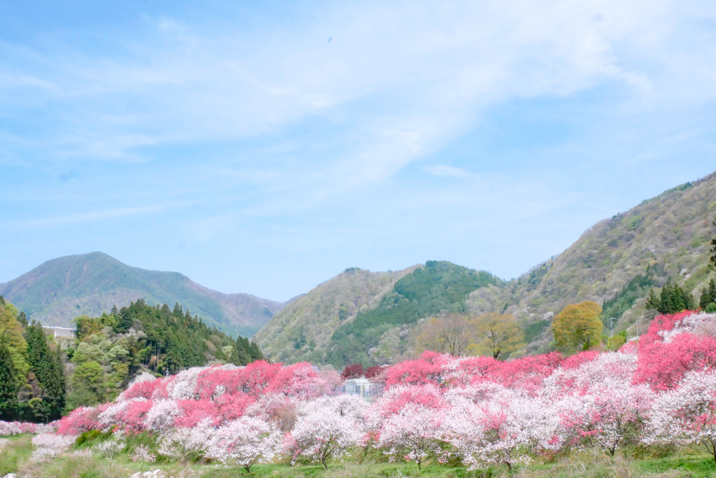 花桃の里…❁*。