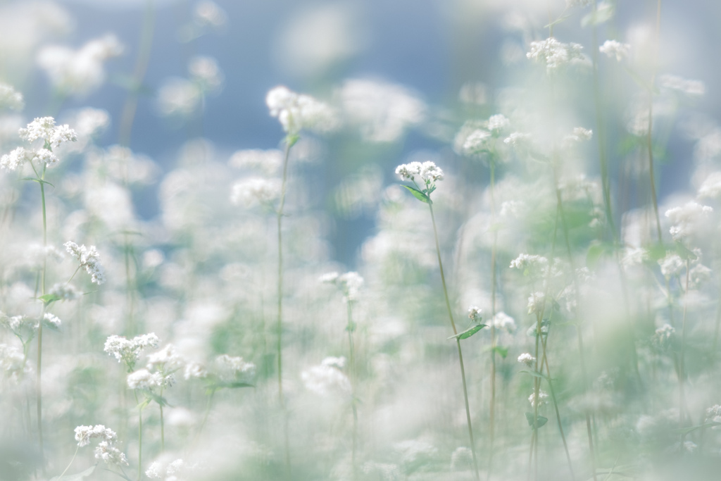 buckwheat flowers…ﾟ.*❁