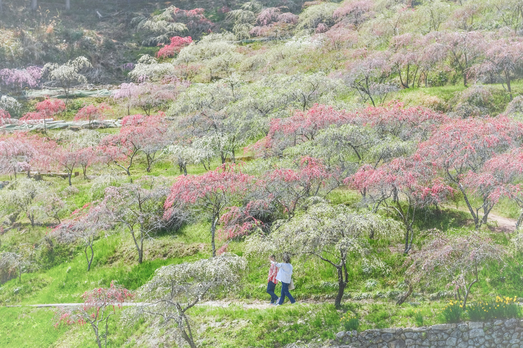 花桃のkaoriの中で…❁*。