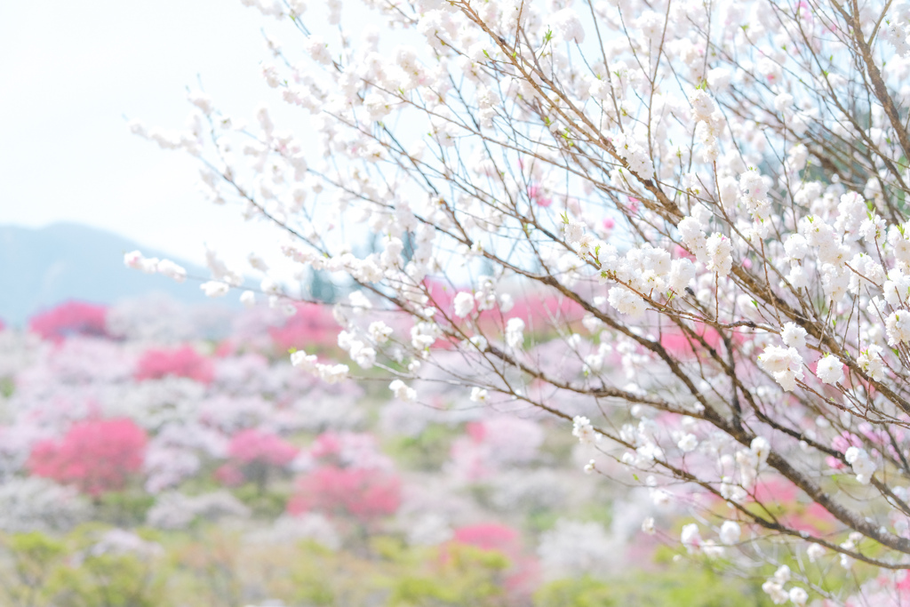 花桃の里…❁*。