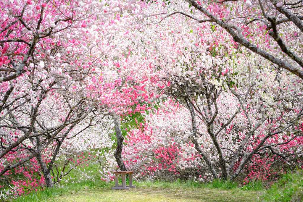 花桃と小さなベンチ…❁*。