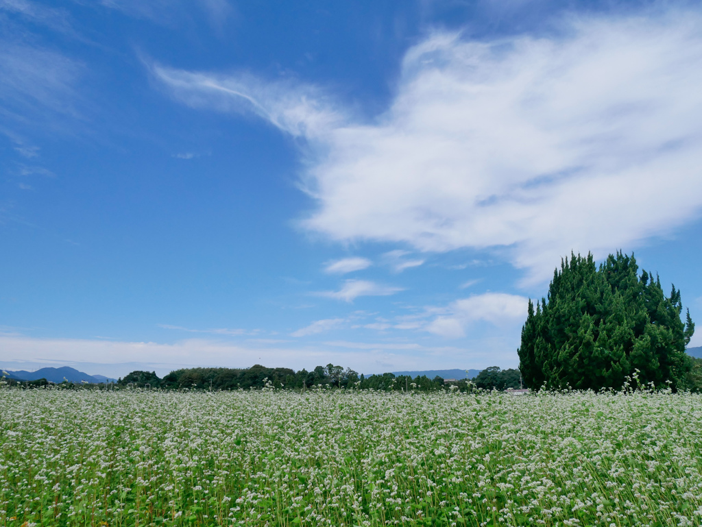 秋の空と…そばの花ﾟ.*❁