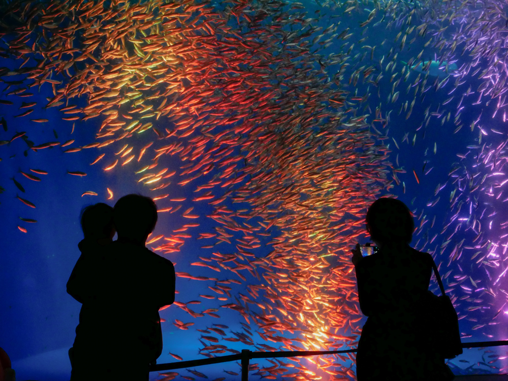 水族館…イワシの水槽 Halloweenバージョン*°