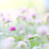 pompon  cute…ﾟ.*❁