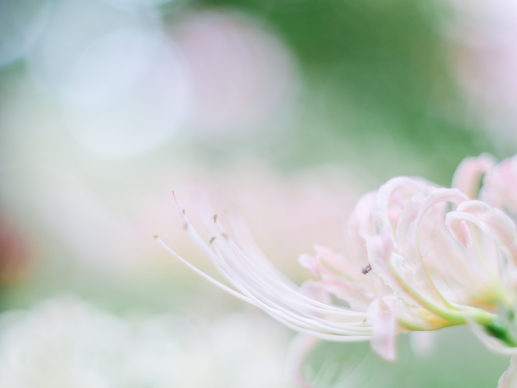 pale colour …*.ﾟ